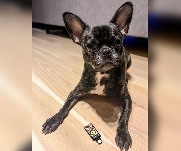 YubiStyle Cover (YubiDogs) - Trust Panda